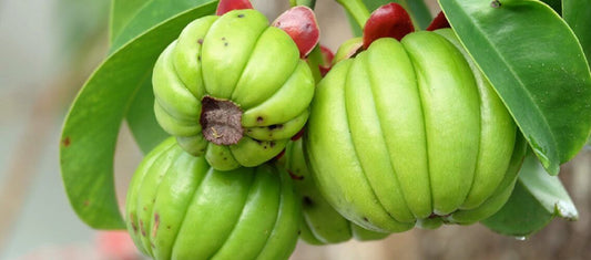 Inibidor de Apetite Natural: Garcinia Cambogia - Indiamed