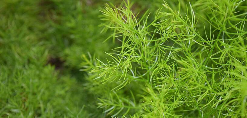 Shatavari e a Saúde Reprodutiva no Ayurveda - Indiamed
