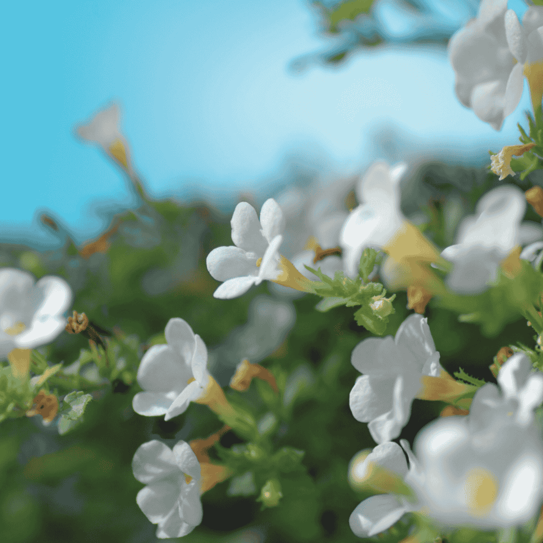 Bacopa Monnieri 500mg