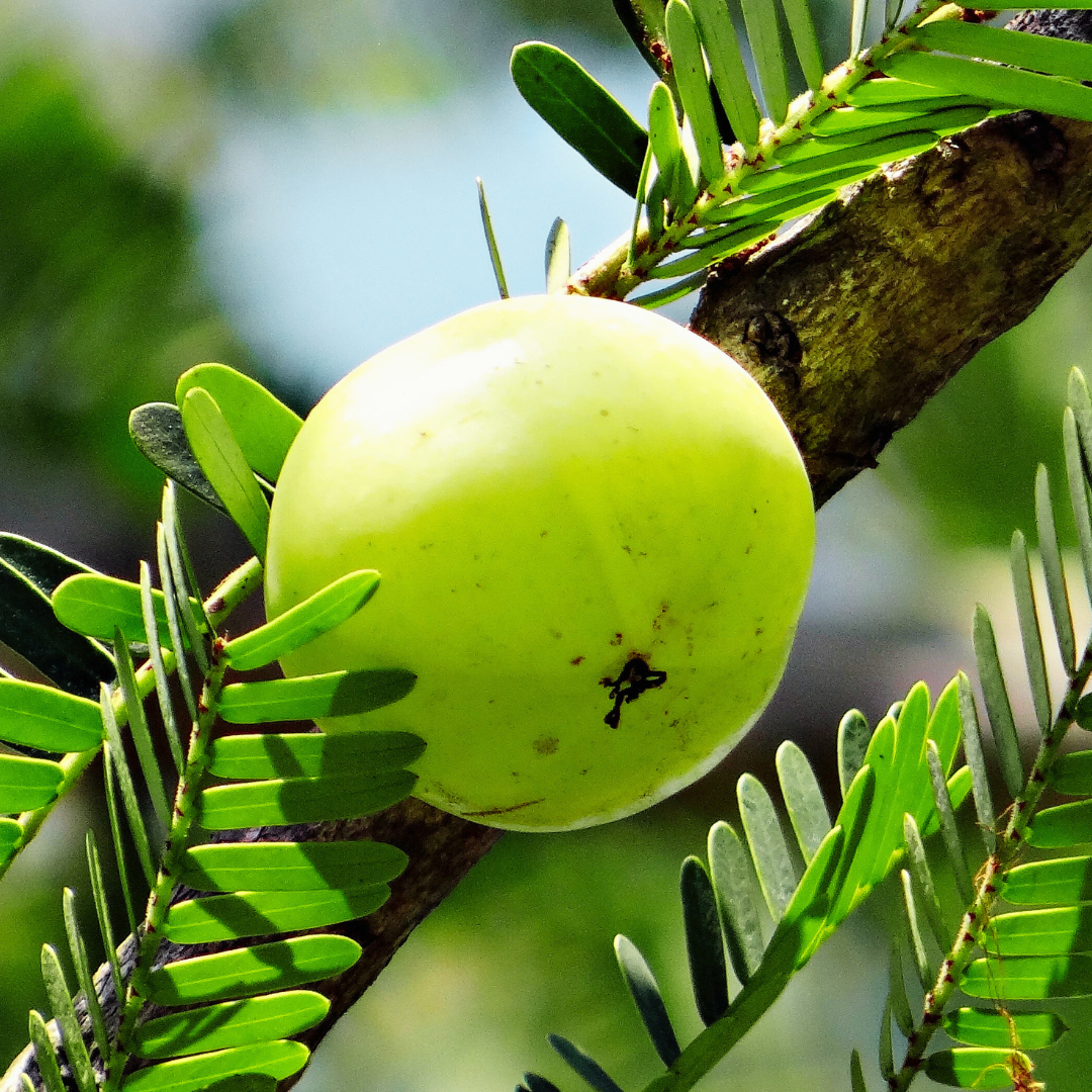 Amla 60 Cápsulas
