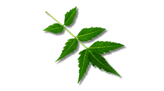 Folhas de neem