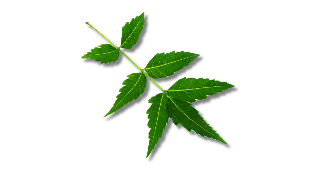 Folhas de neem