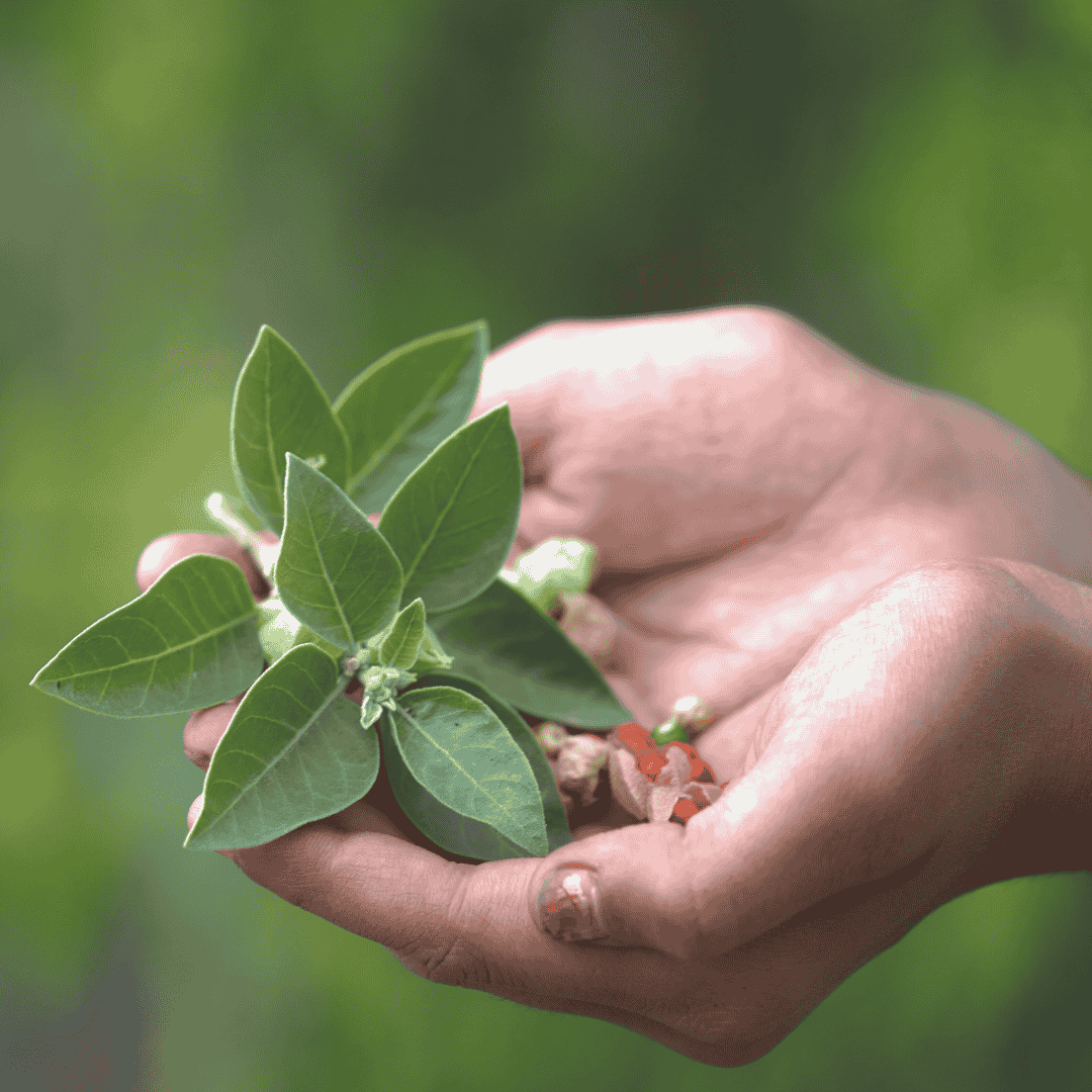 planta ashwagandha