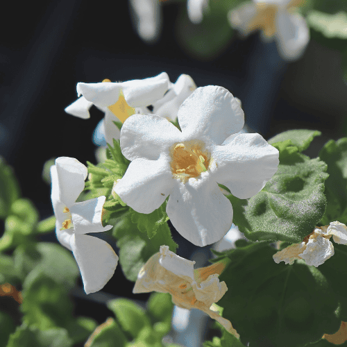 Duo Bacopa Monnieri Cápsulas