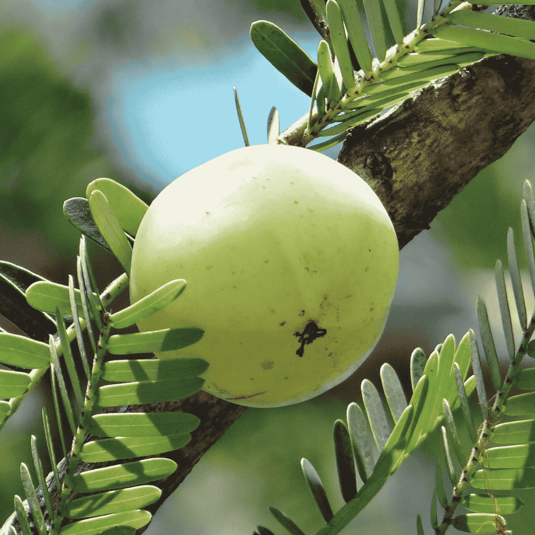 Sabonete Natural de Amla