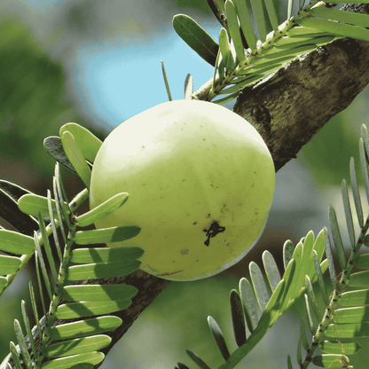 Sabonete Natural de Amla