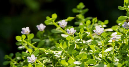 Bacopa Monieri (extrato) - 250 Mg - 90 Cápsulas