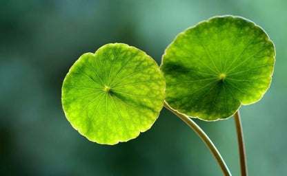 Brahmi/Gotu Kola Extrato Liquido - 30 ml